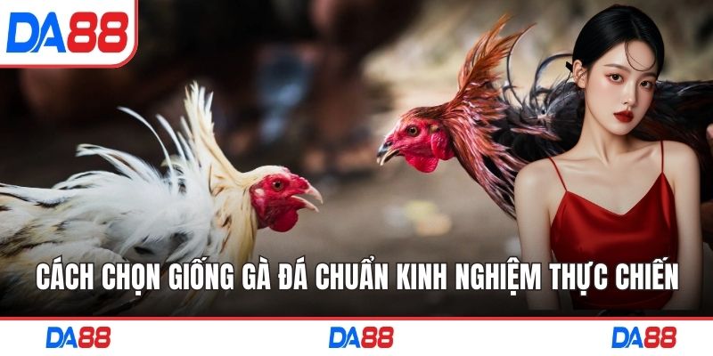 cách chọn giống gà