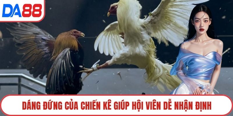 Dáng đứng của chiến kê giúp hội viên dễ nhận định