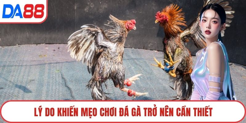 Lý do khiến mẹo chơi đá gà trở nên cần thiết