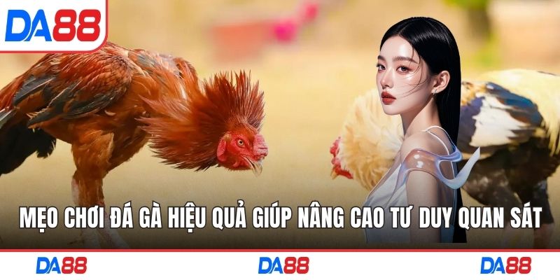 Mẹo chơi đá gà
